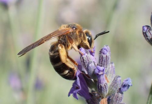 Halictus quadricinctus
